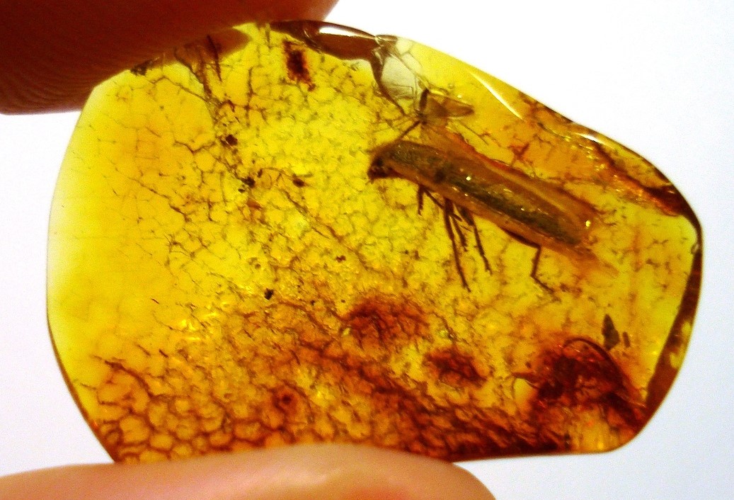 dating-amber-the-fascinating-science-of-fossilized-tree-resin